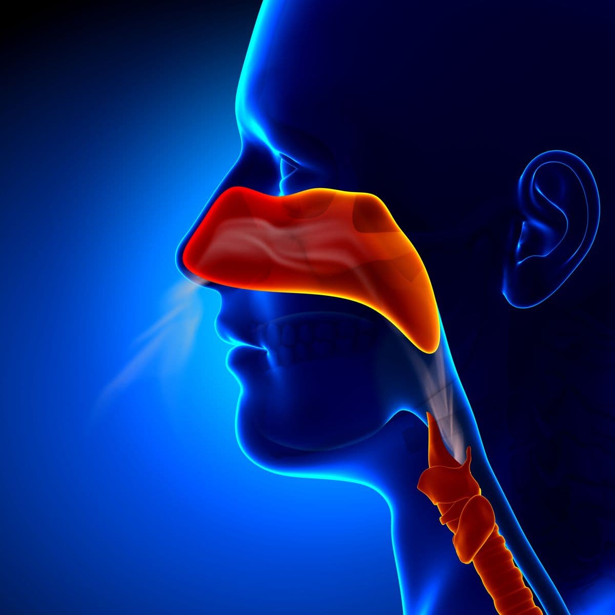 صورة منشأة Dr.dimaalali - قسم دكتور أنف أذن حنجرة (ENT) في دمر 5